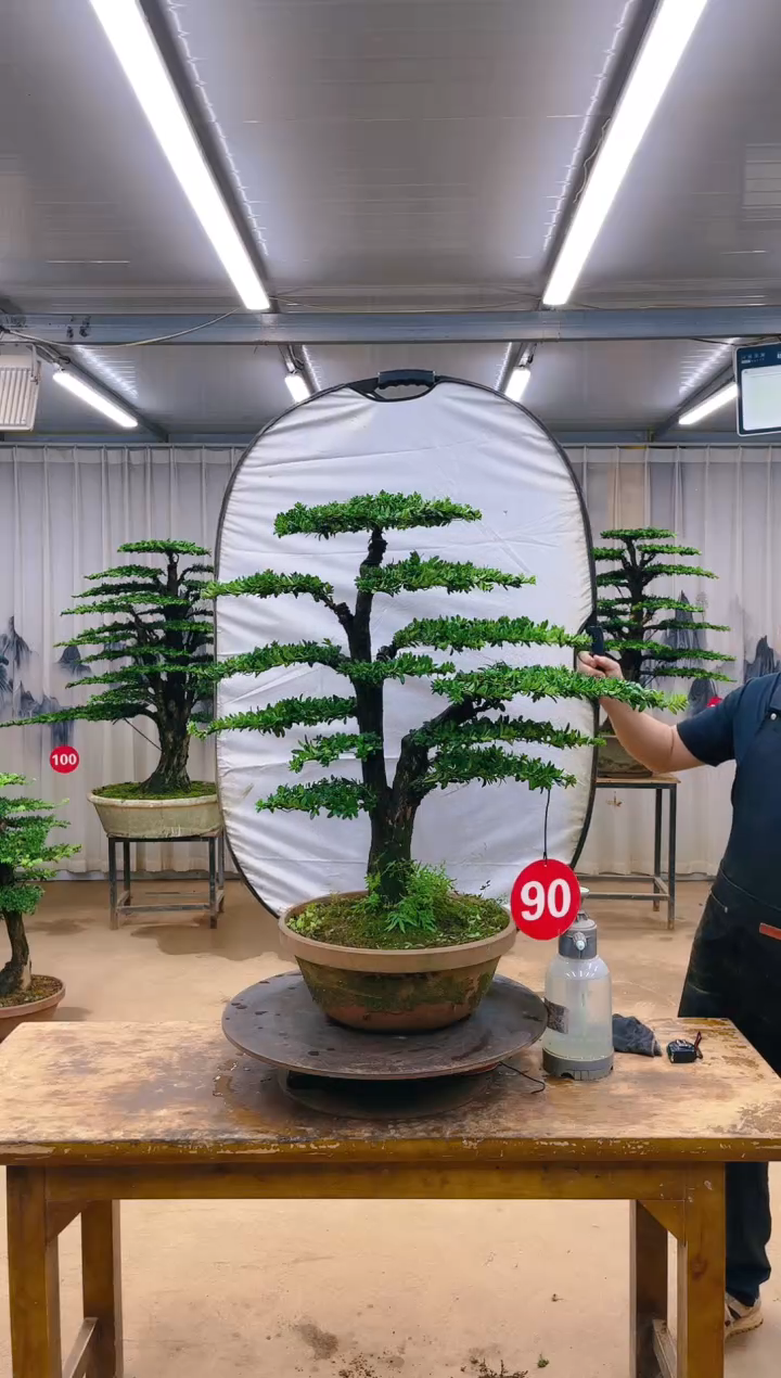 木精品盆景  一物一拍