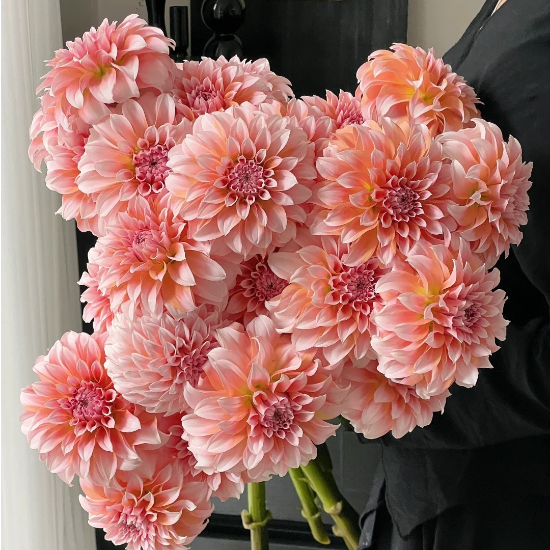 [奶油桃子大丽花]氛围感花材  现采现发 顺丰包邮