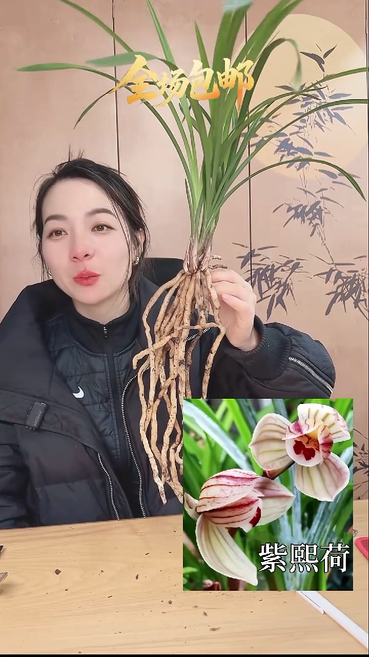 当前无花栽培后可以开花：紫熙荷