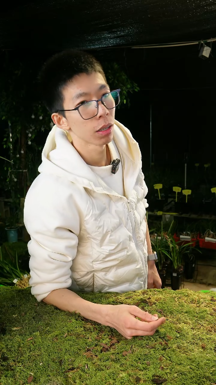 当前无花栽培后可以开花蕙兰-绿牡丹（3苗连体）带盆种好