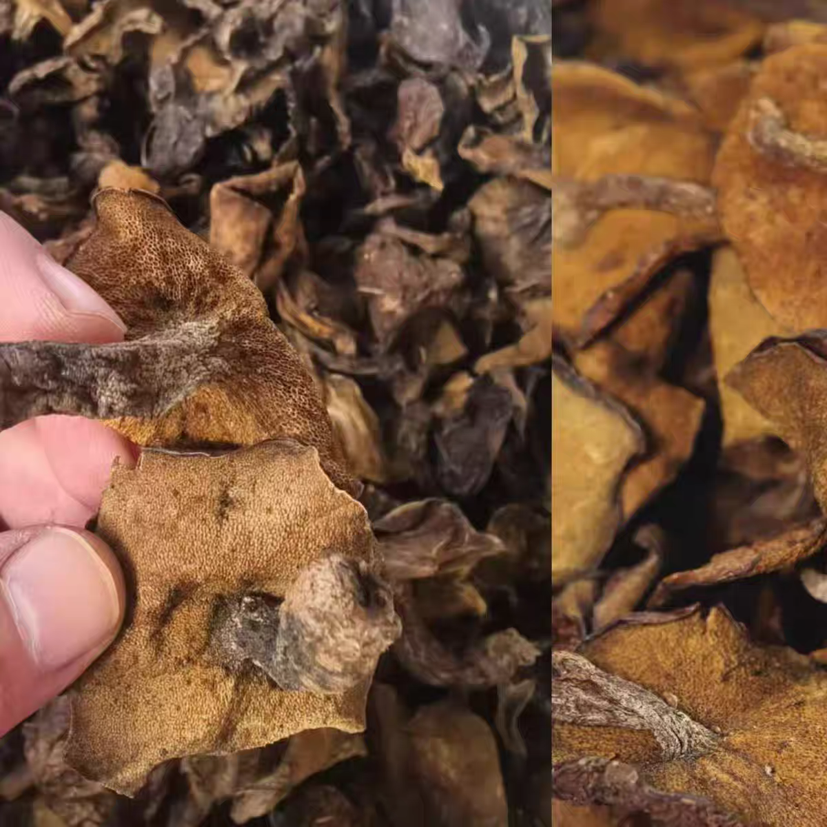 青岛土特产崂山菇松菇炖鸡蘑菇松蛾子干货