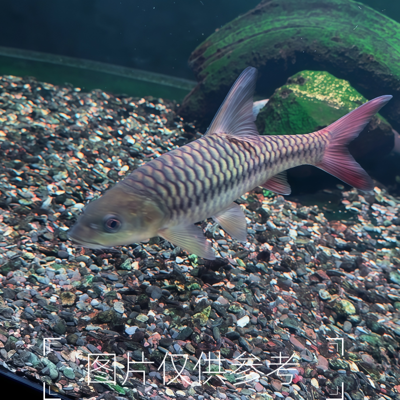 皇室金吉罗印度皇室金尼泊尔皇室金原生观赏鱼蓝吉罗活体包邮