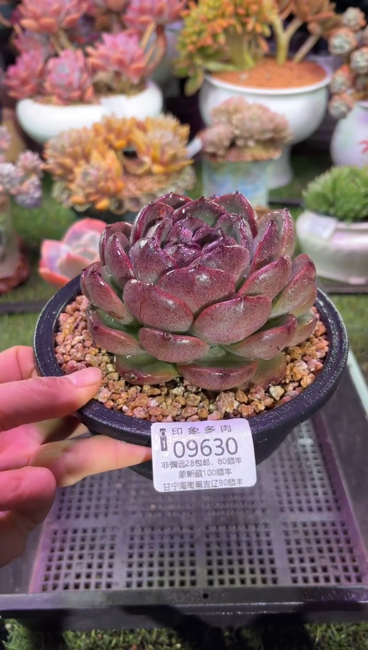 【闪购商品】09630