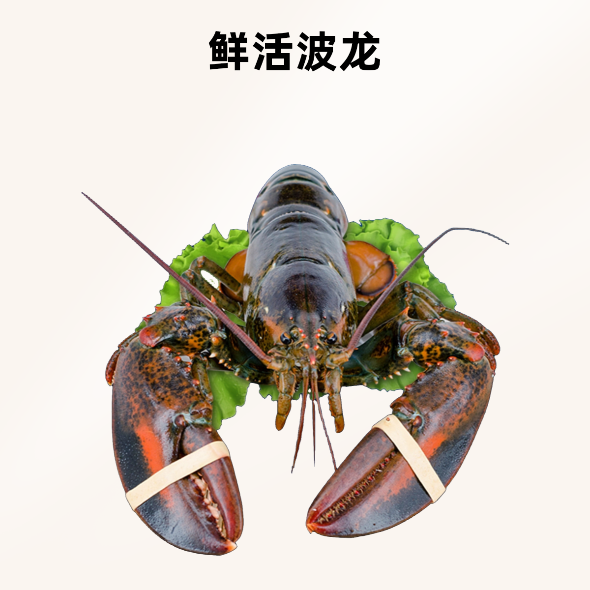 【冯长广小时达】鲜活波龙1.3斤/只