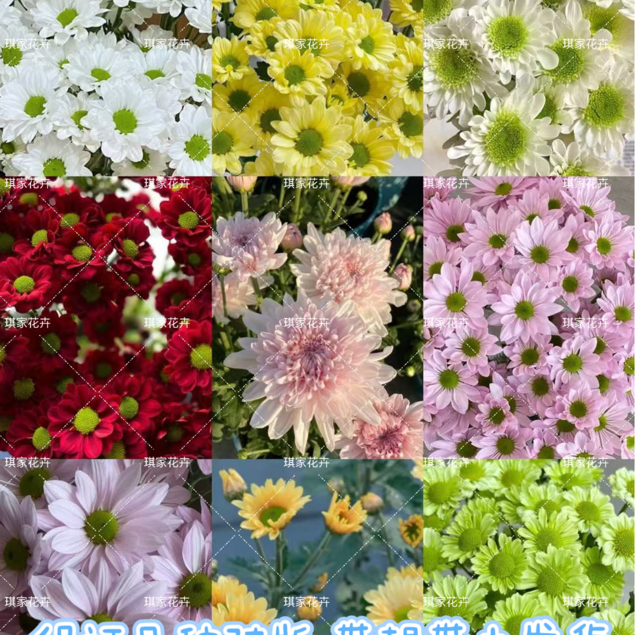 【琪家花园】肯尼迪粉三文鱼切花菊雏菊花苗盆栽【买8送2】