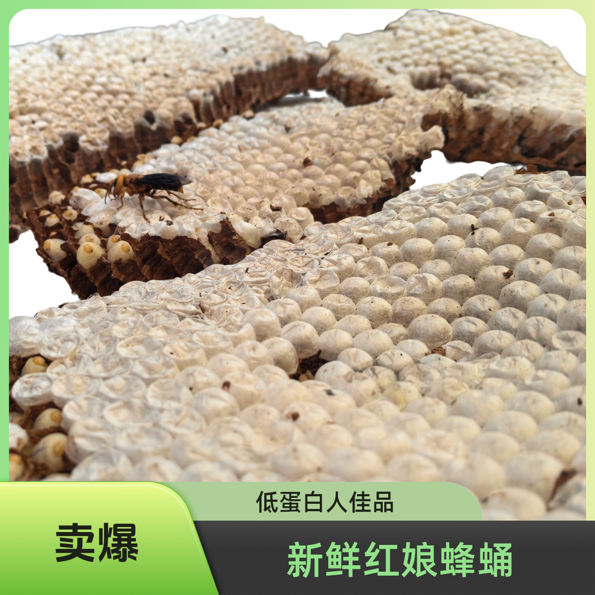 云南十万大山的新鲜带巢红娘黑蜂蜂蛹下饭菜下酒菜