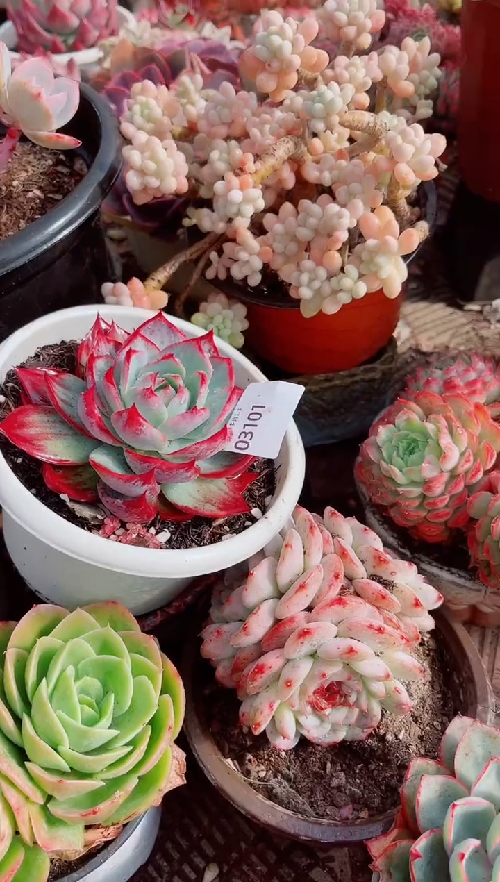 胡*侠跃跃精品多肉03101