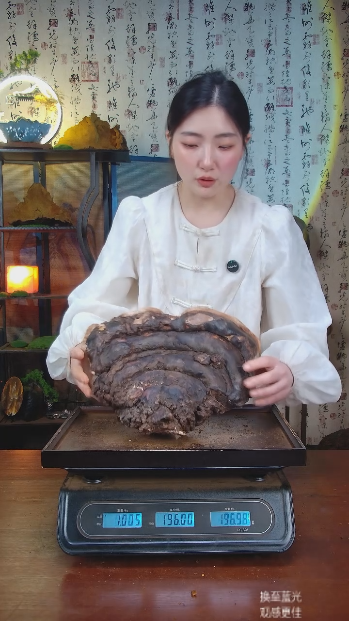 红缘拟层孔菌中国大陆【藏区 野生】红缘树舌（2.05斤）20-30年份