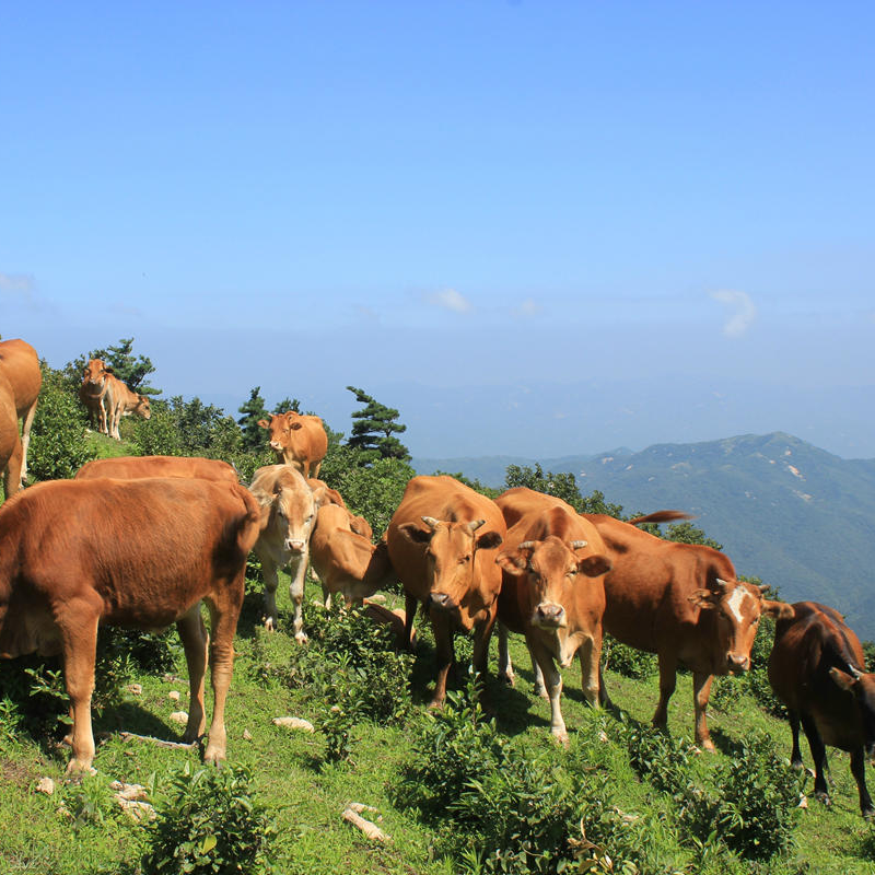 【牛内脏-】湘西高山小黄牛现称新鲜牛肉 冷链顺丰包邮