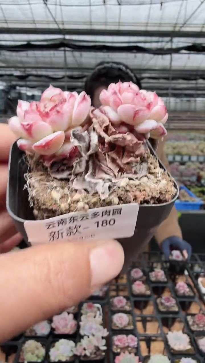 东云多肉园新款-180