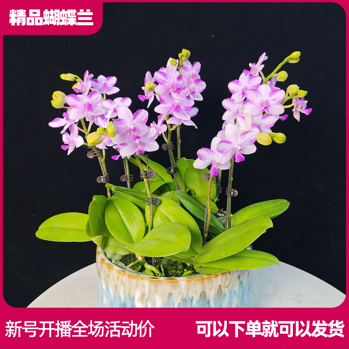 【紫水晶A01】精品蝴蝶兰 任意两颗包邮 只拍一颗默认【发苗】