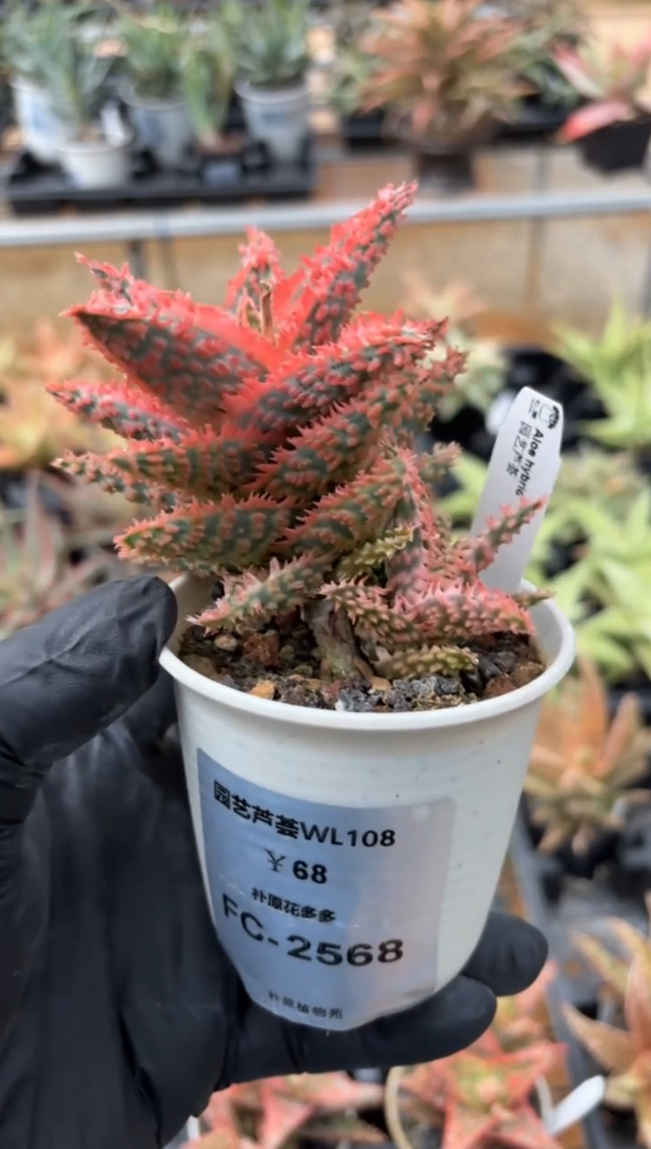 园艺芦荟wl108FC-2568