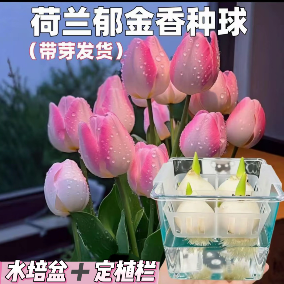 荷兰【郁金香种球】水培套餐懒人耐寒多年生桌面花植物器皿室内