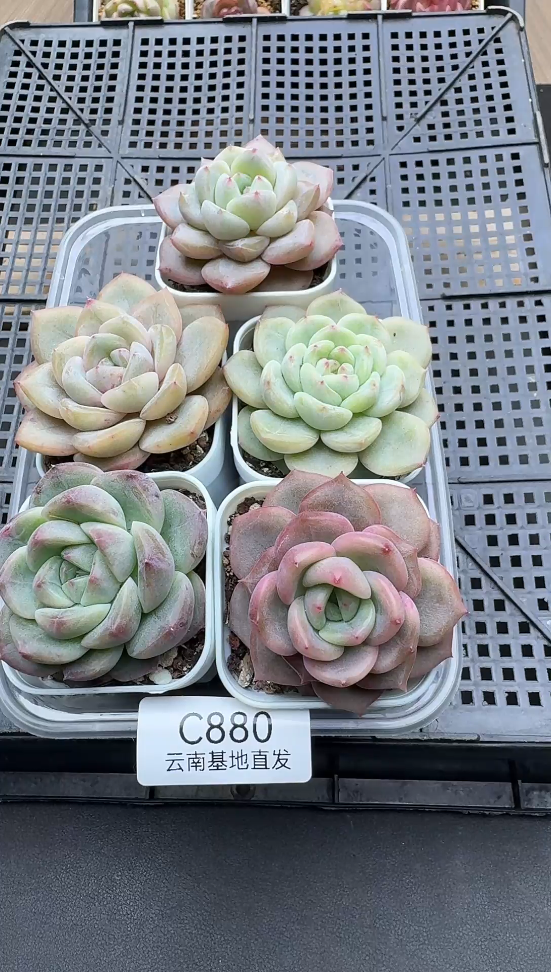 珍妮杂交多肉C880