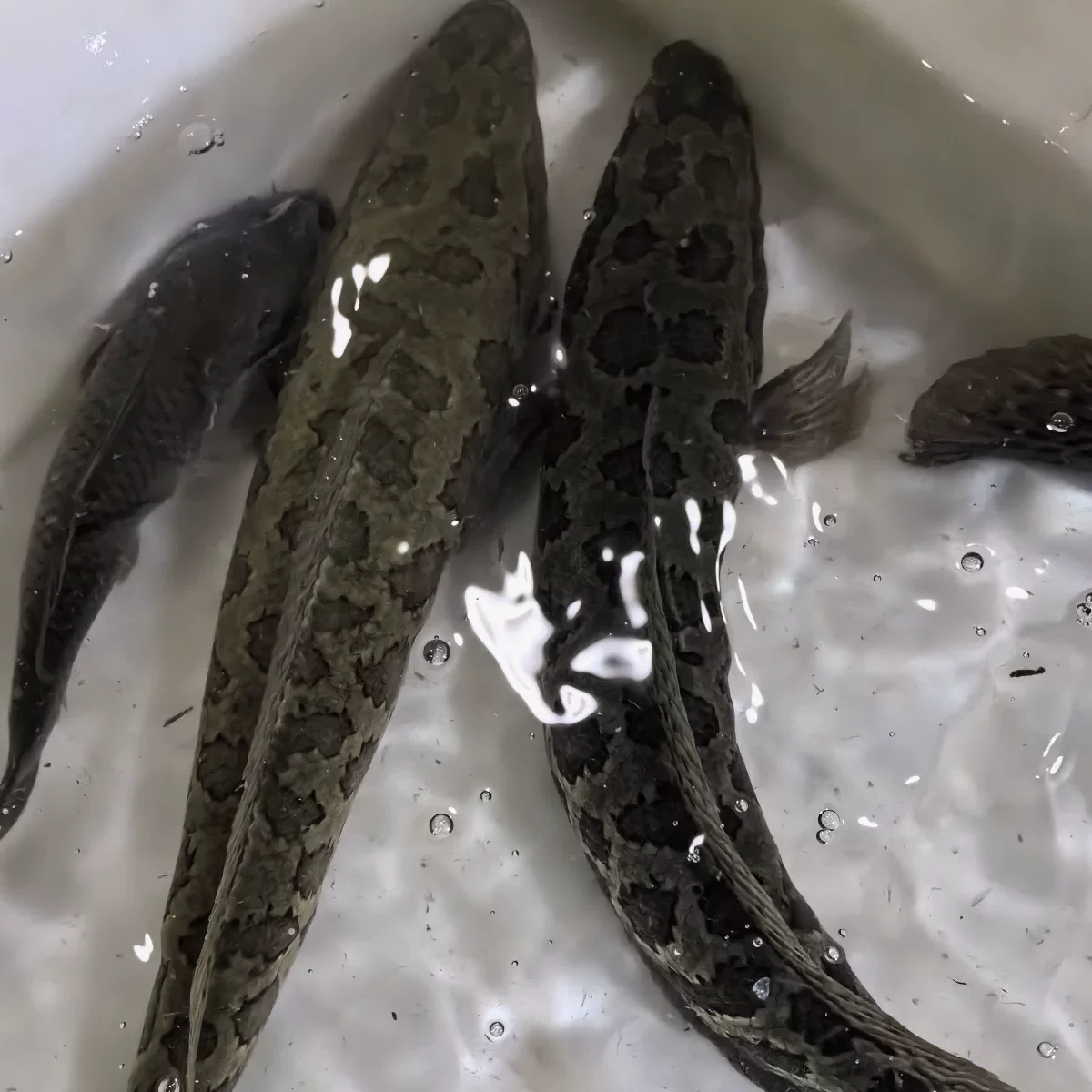 H现称黑鱼鲜活945克（多退少补）单价14.98元/斤