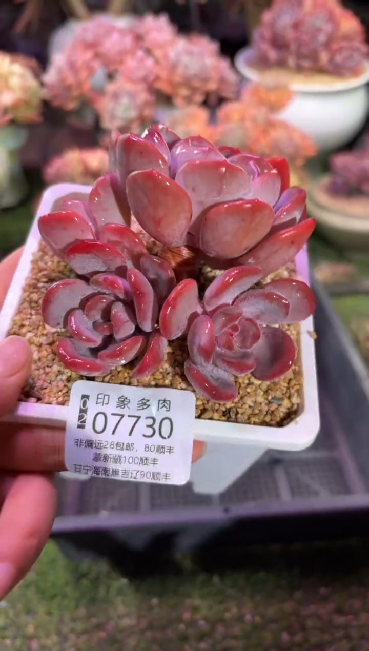 【闪购商品】07730