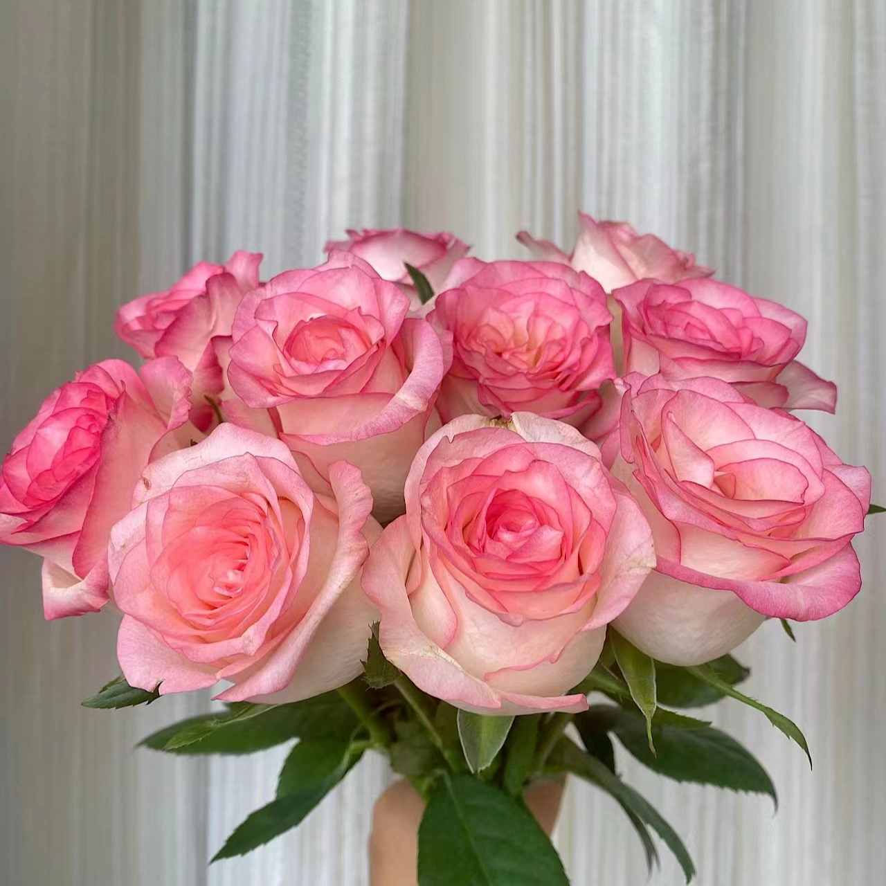 【福利套餐】A13  云南基地鲜花  家庭用花  水养