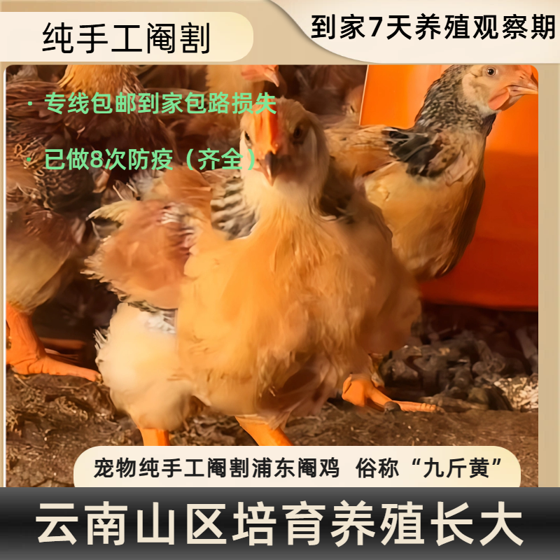 宠物鸡  浦东（九斤黄阉）鸡颜值高好看庭院观赏鸡