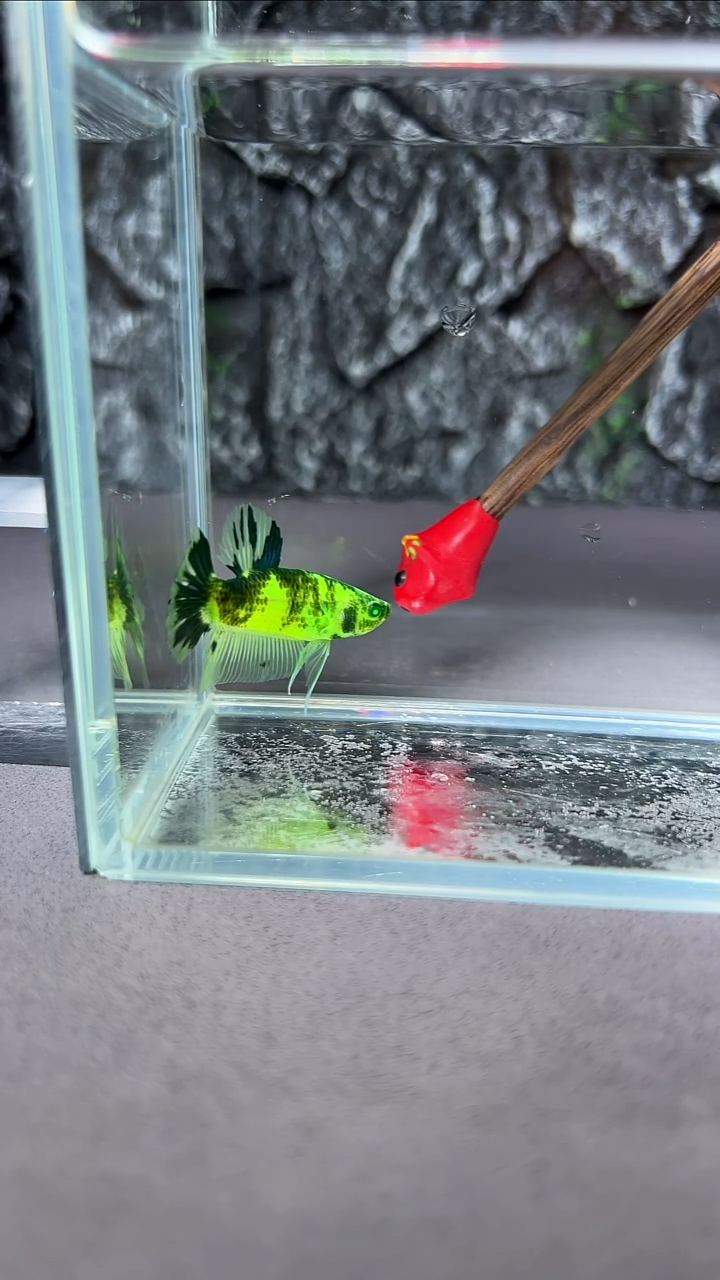 斗鱼斗鱼竞拍A036