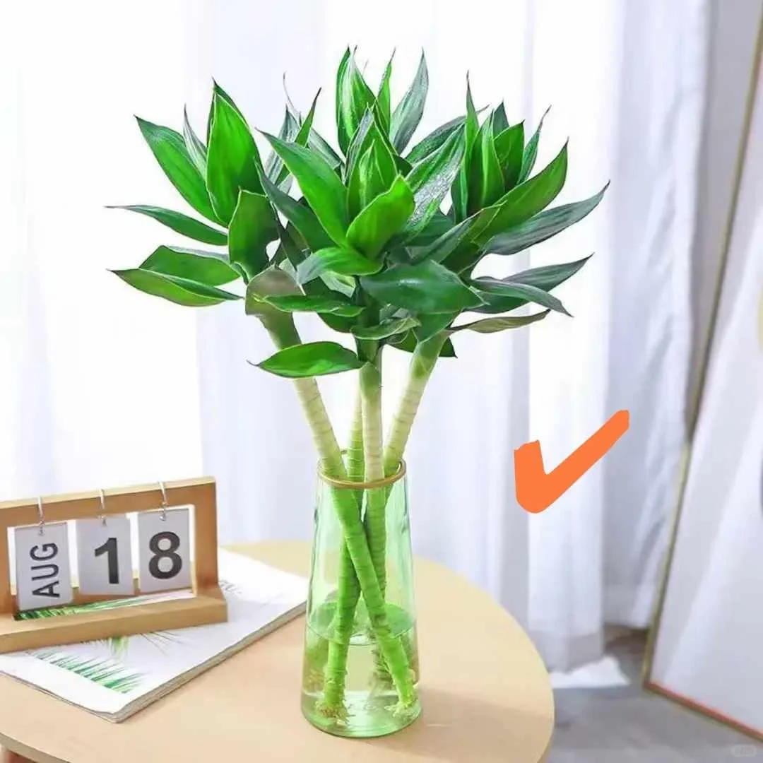 【全疆京东包邮】文昌竹4支