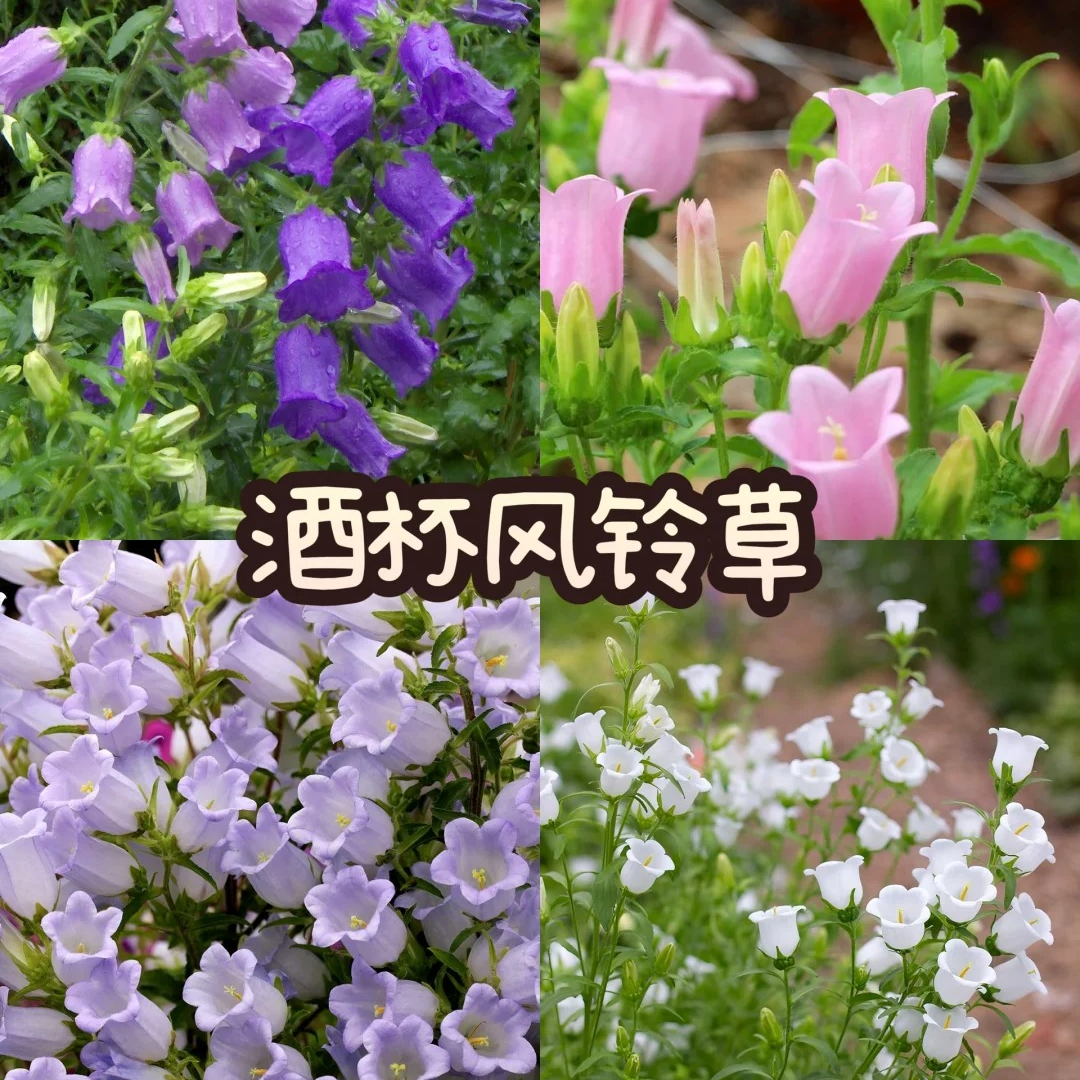 【酒杯风铃】酒杯风铃盆栽花卉耐阴耐热适合阳台庭院种植