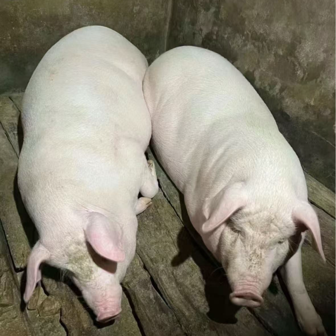 【顺丰包邮】琴姐农家新鲜土猪肉76-100正宗