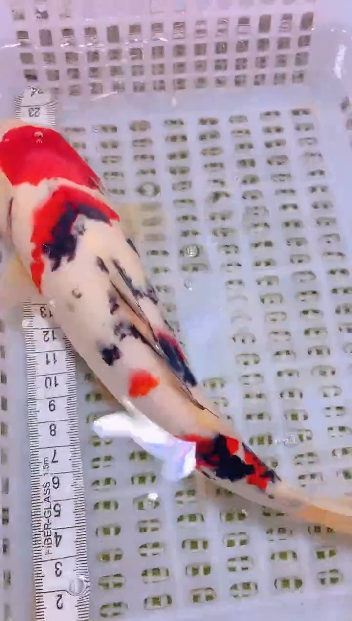 锦鲤冷水观赏鱼全场包邮84