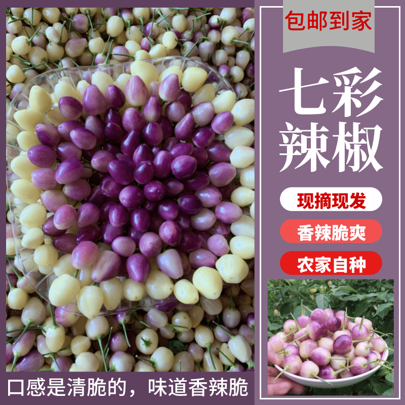 云南新鲜七彩椒五彩椒灯笼椒可腌制泡椒剁椒