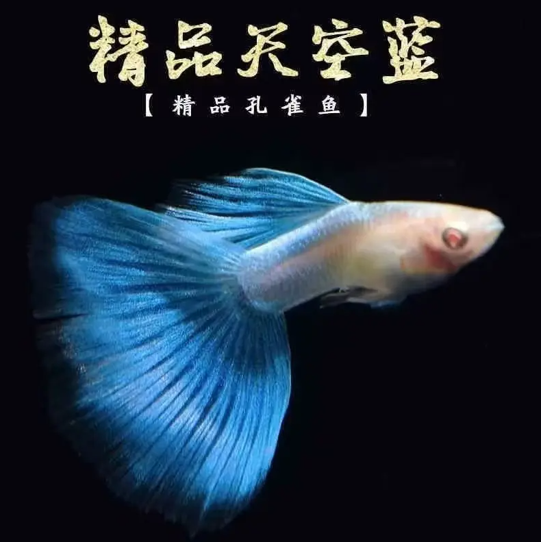 精品天空蓝孔雀鱼
