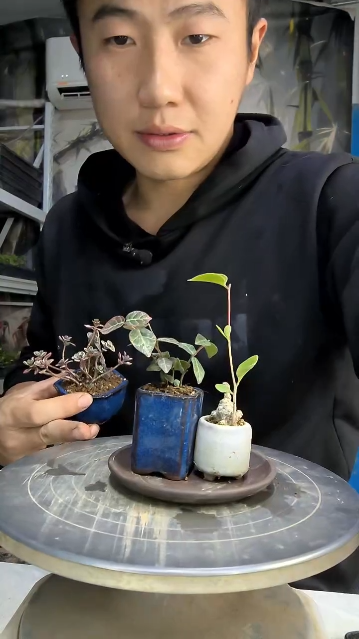 朱*同中青园艺一物一拍花300