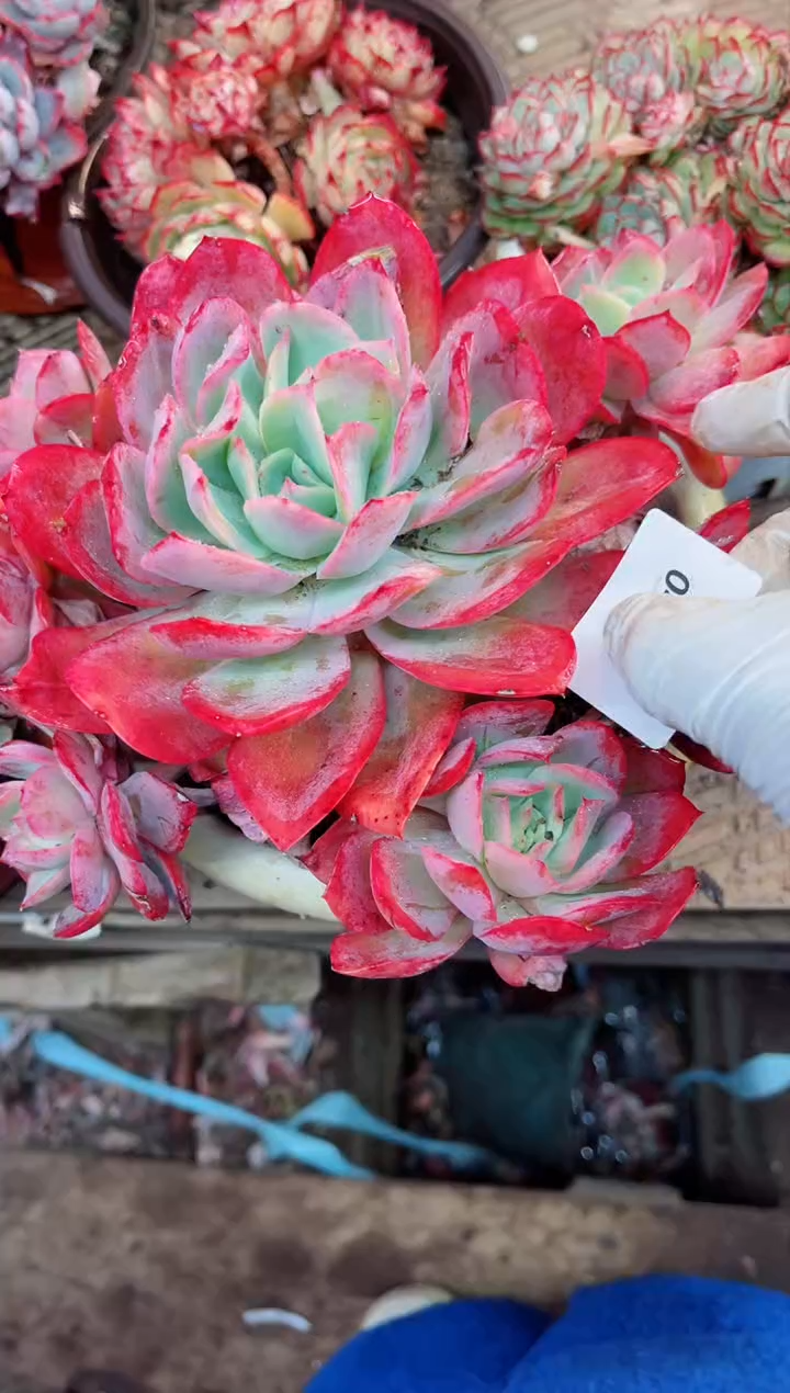 【闪购商品】04163