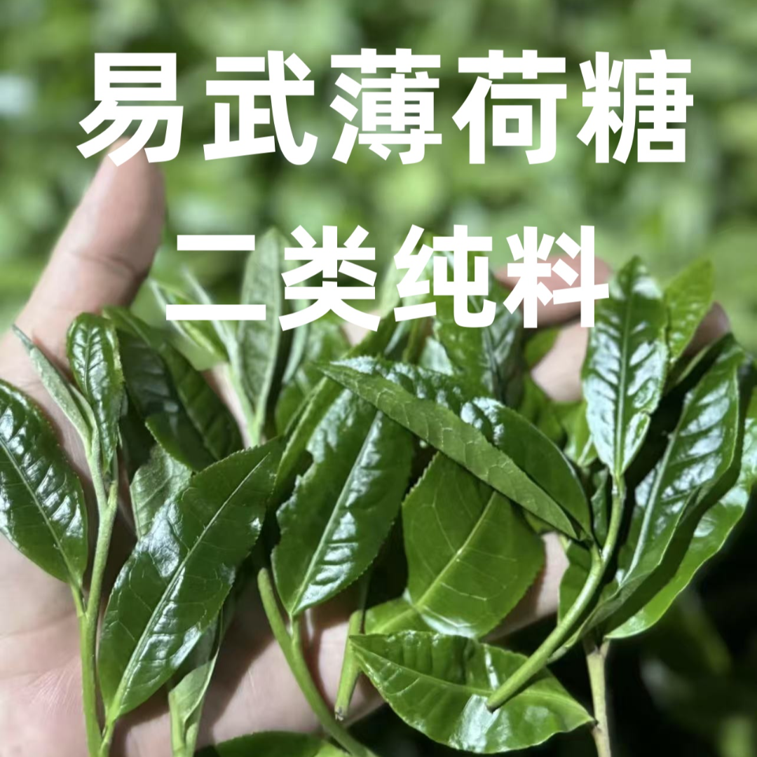 新人尝鲜！2025年头春易武薄荷塘二类古树纯料