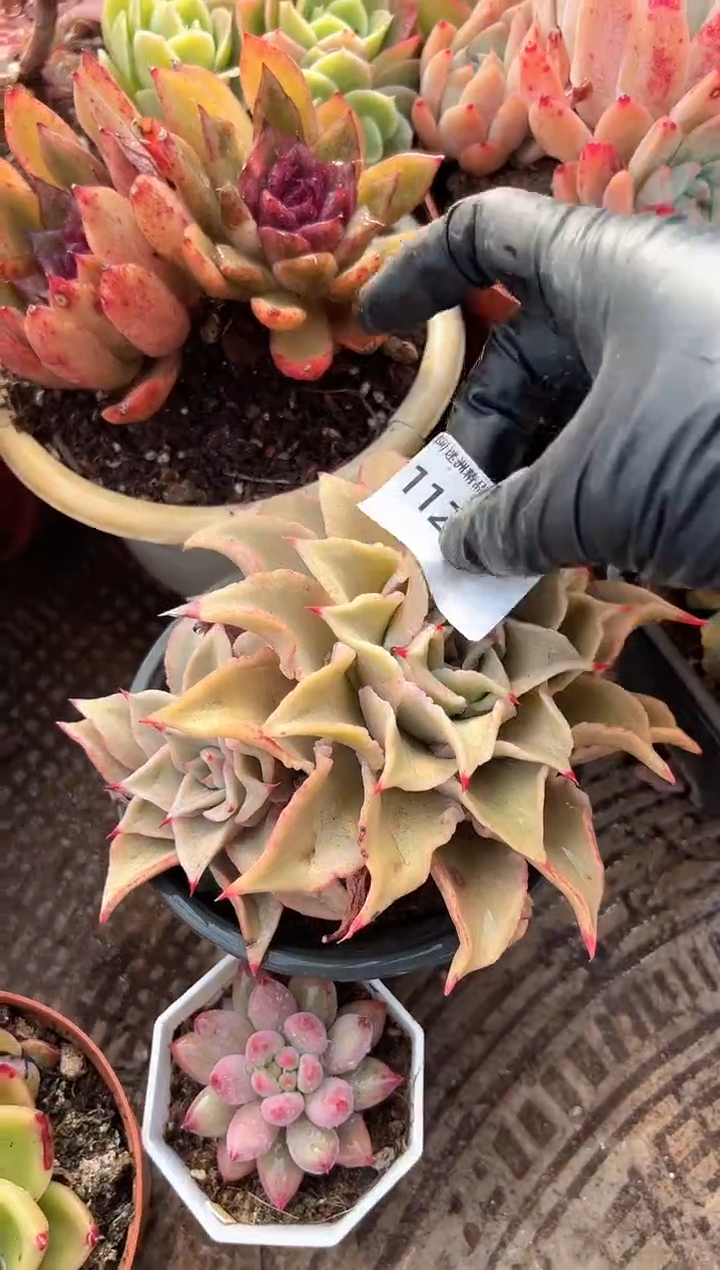 美****ᵒ多肉植物一物一拍11217