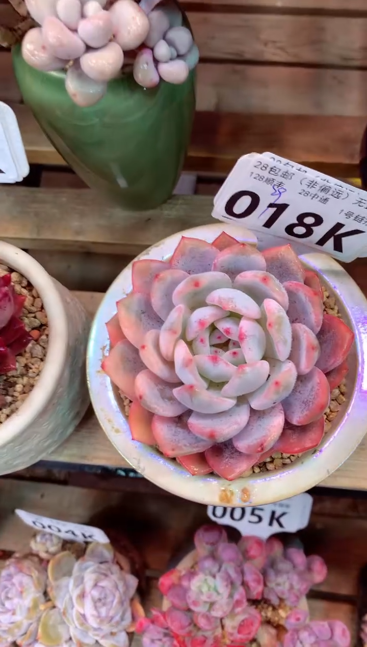 018K（一物一拍，精品多肉，所见即所得 ）