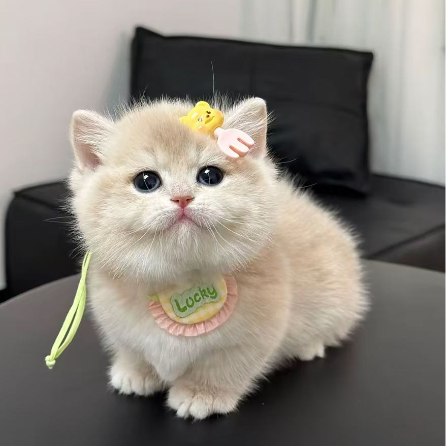 【喵先森】活体猫猫全款链接