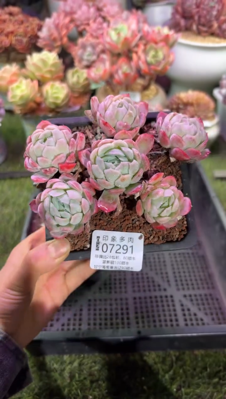 【闪购商品】07291