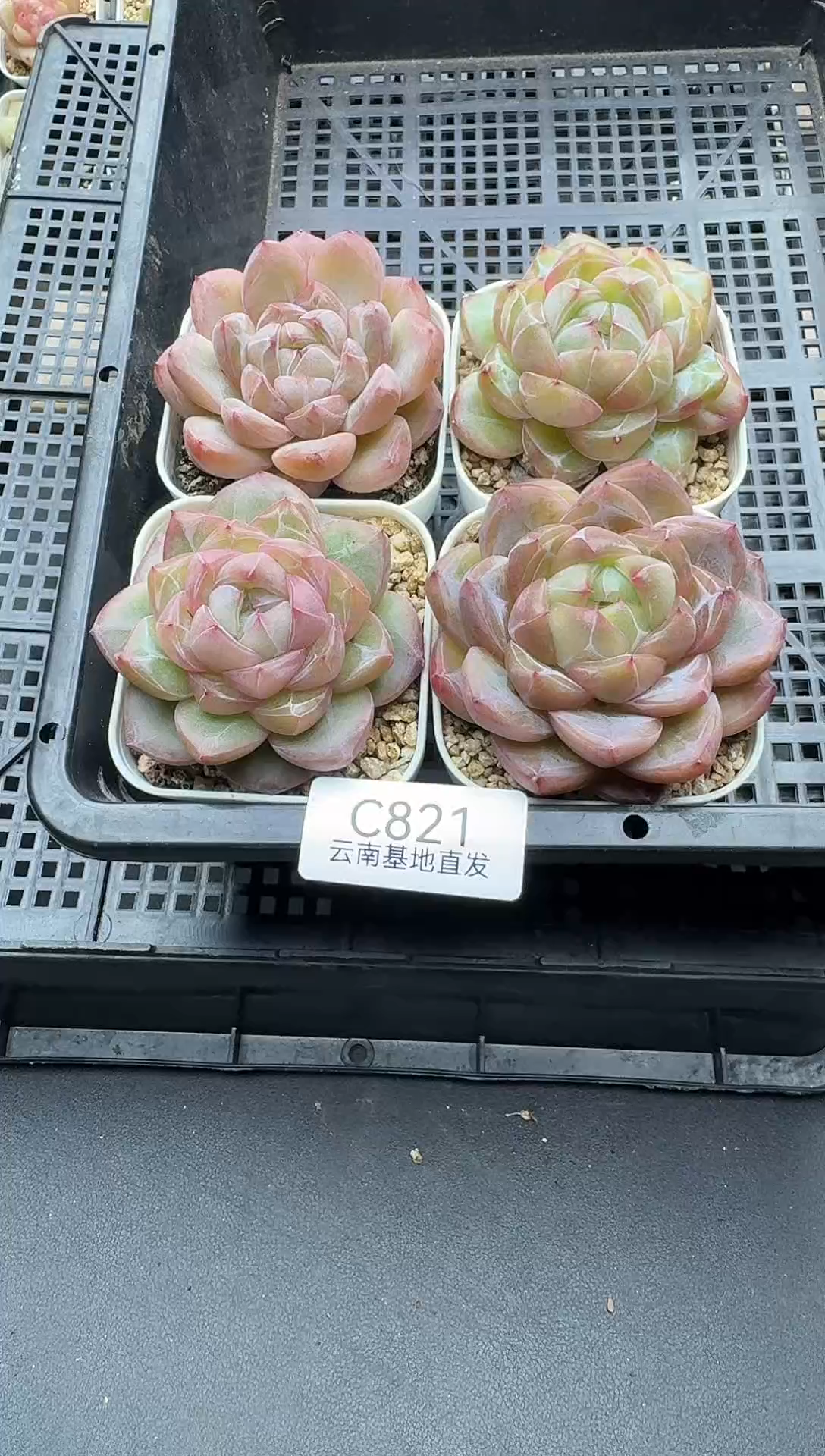 珍妮杂交多肉C821