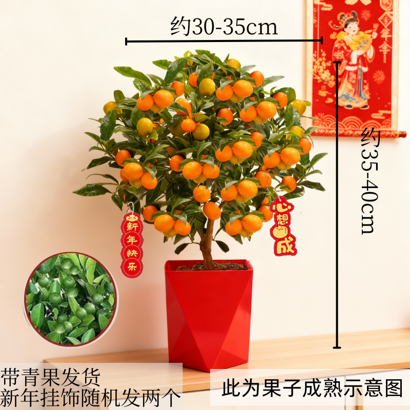 观赏四季桔盆栽带青果发货年桔办公室内客厅桌面盆景植物