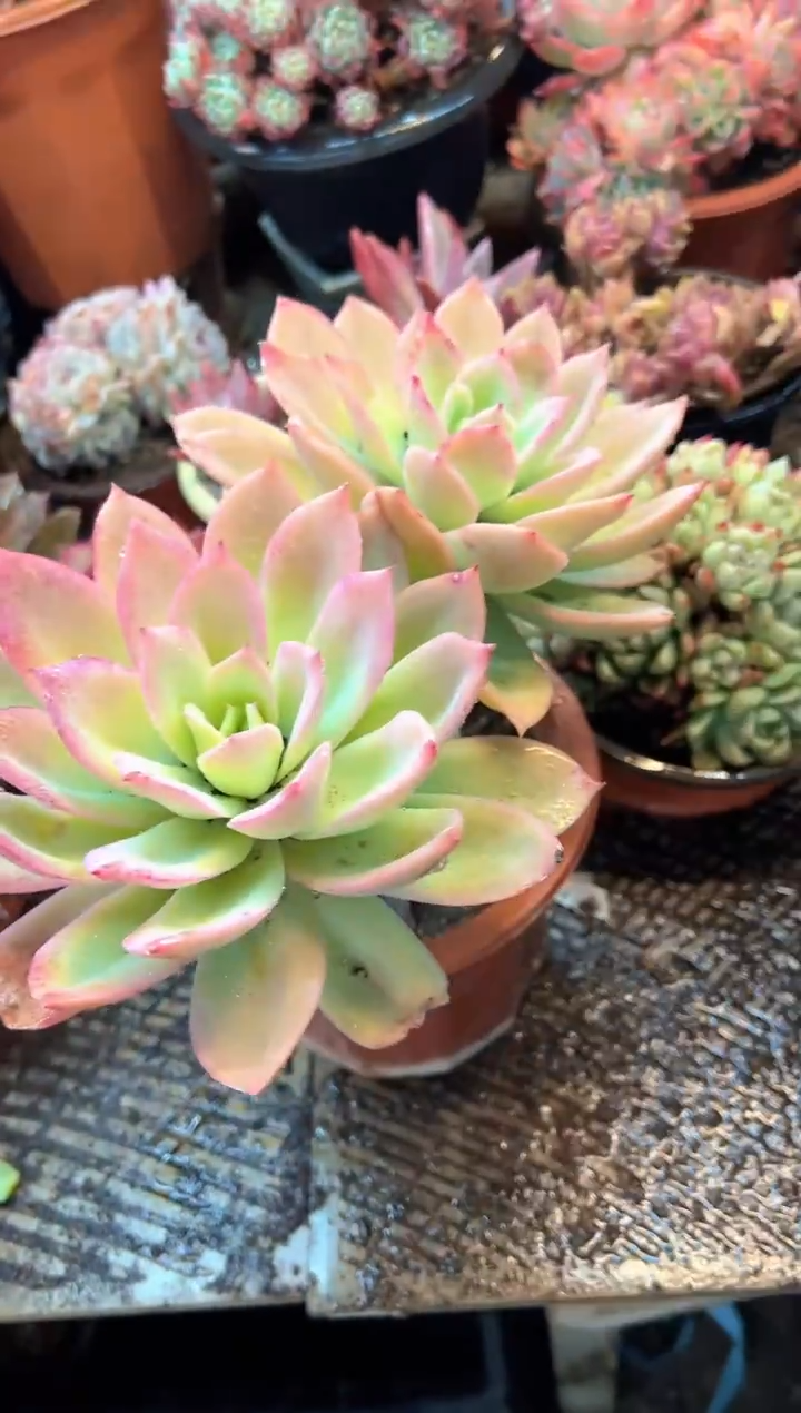 ?****?多肉植物一物一拍02561