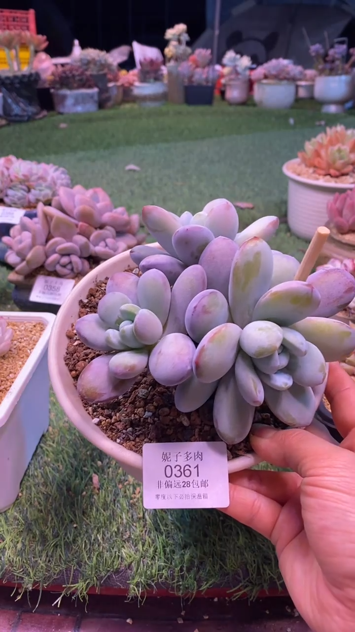 0361《满28包邮发货》