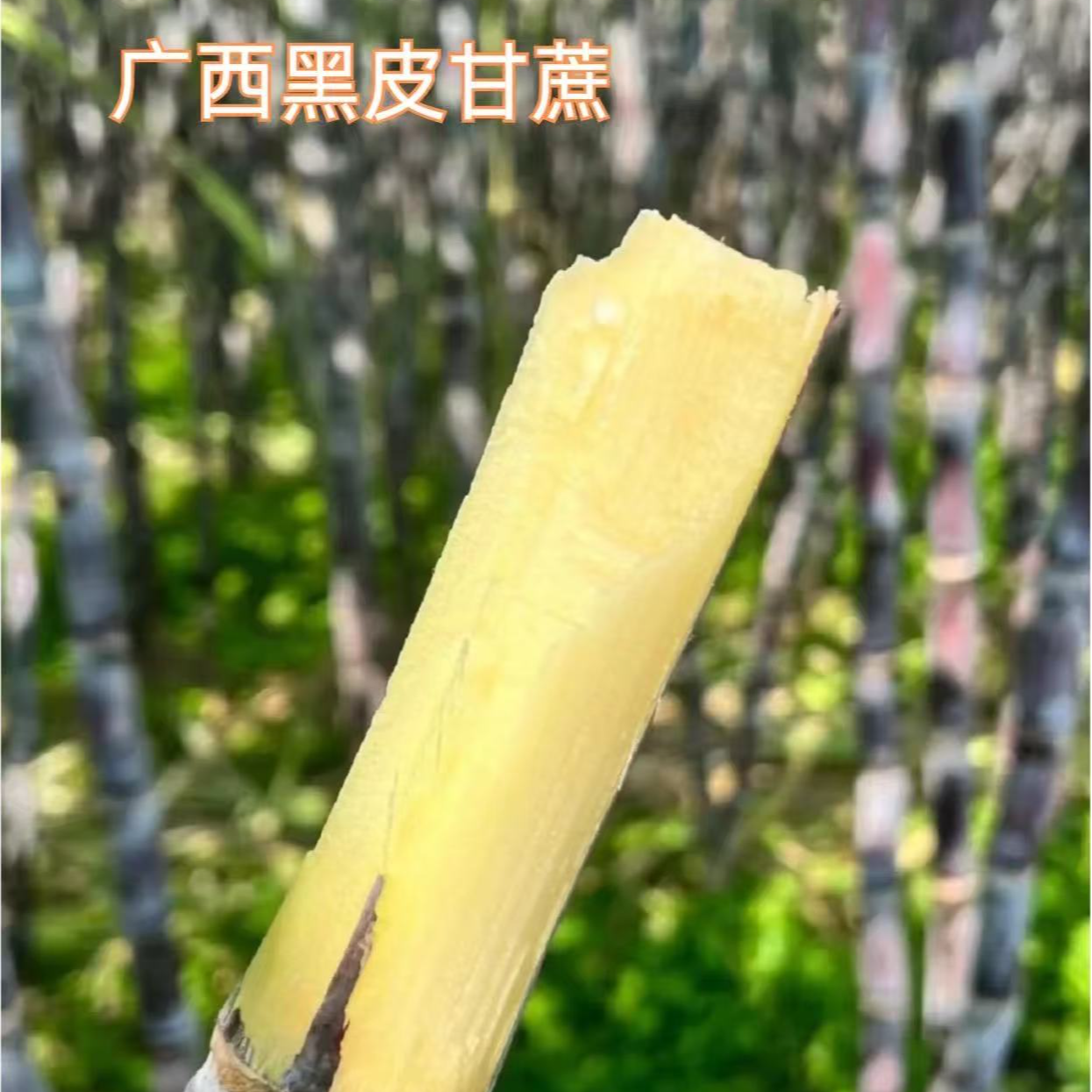 广西黑皮紫甘蔗一根