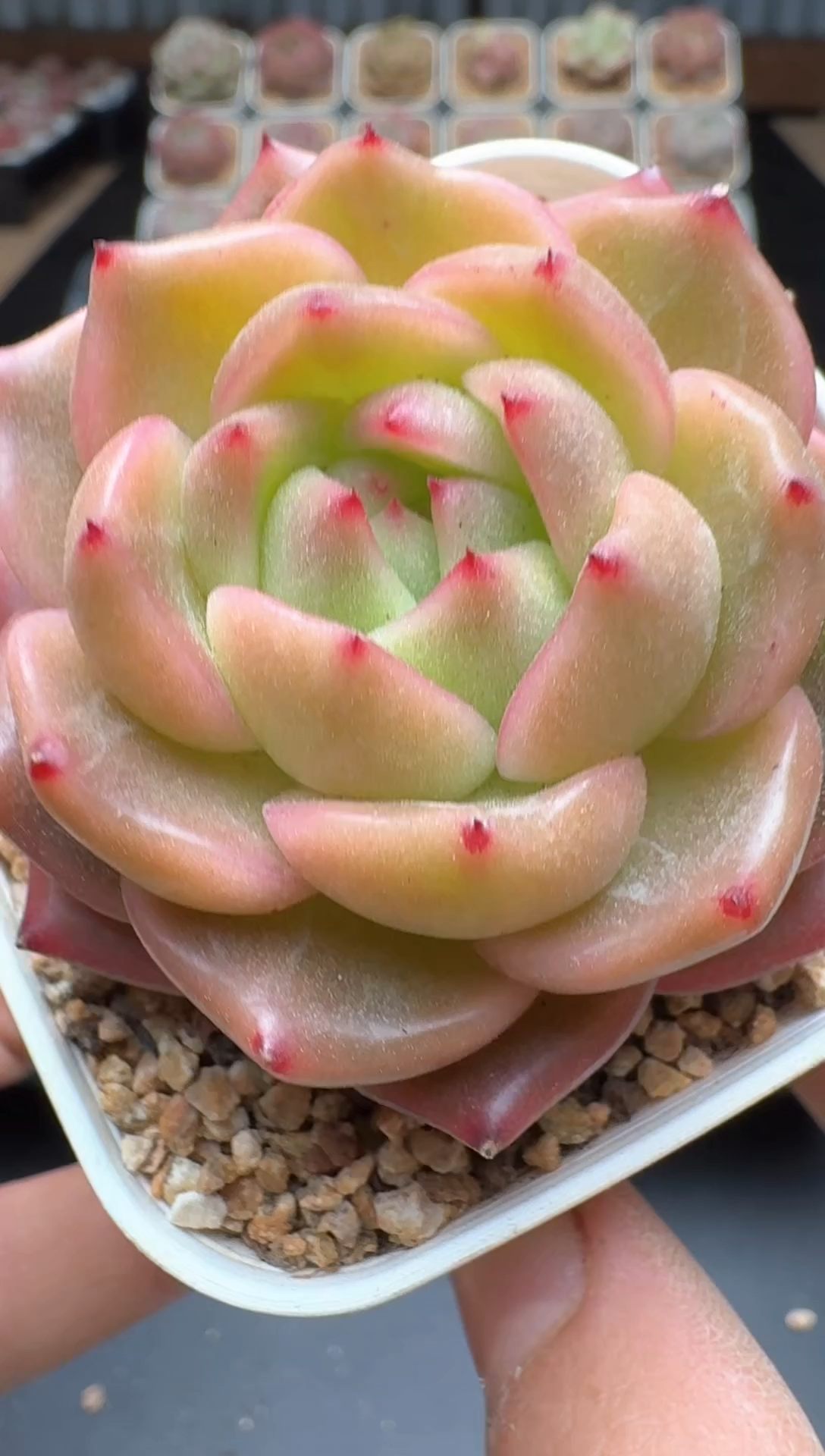 【闪购商品】169A号一物一拍多肉花卉植物拍3颗起发