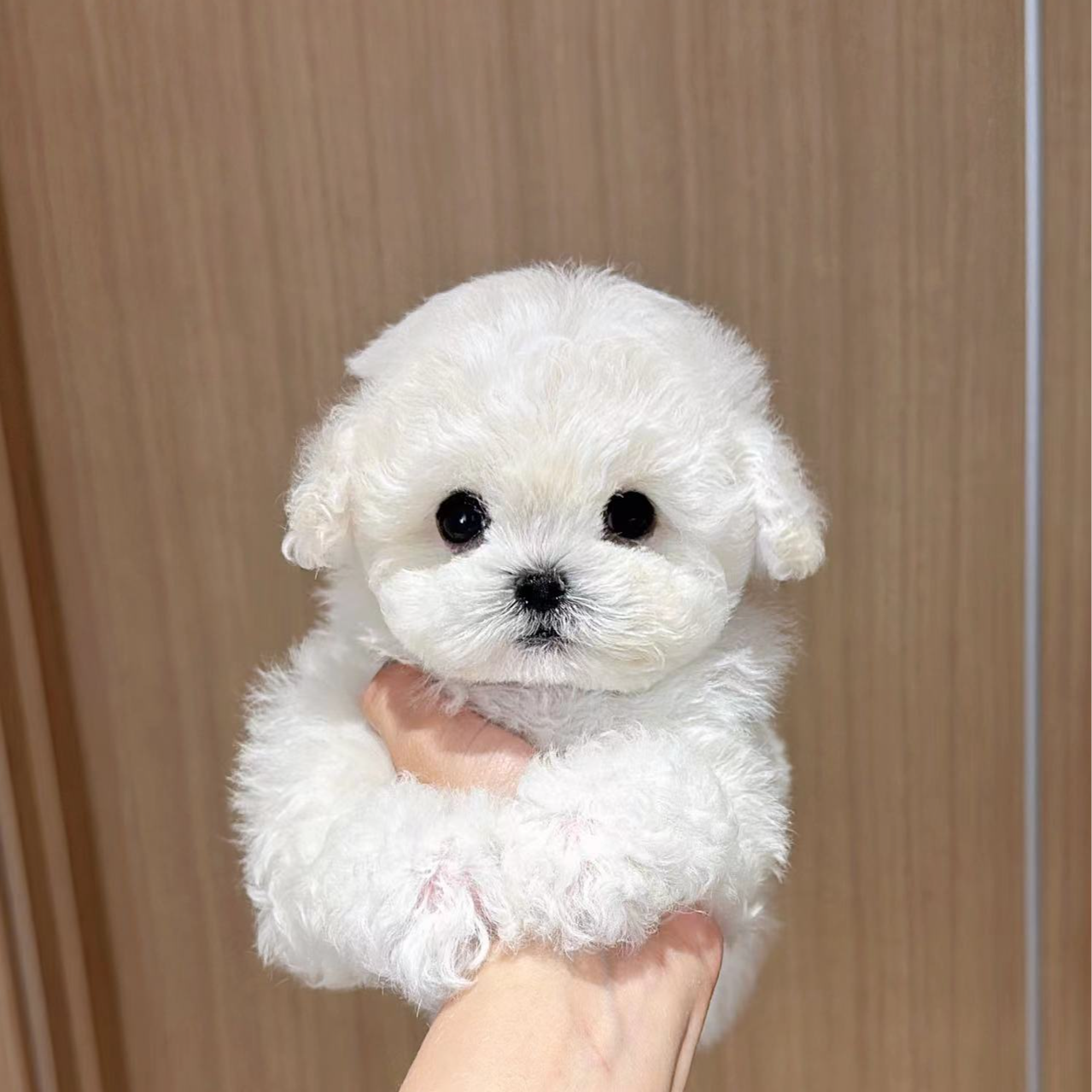 汤姆的狗活体链接