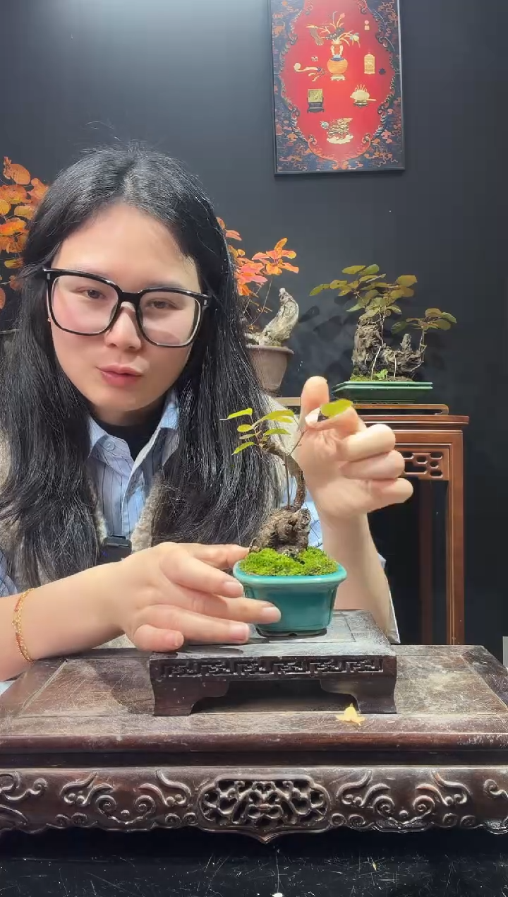完全开放黄栌000