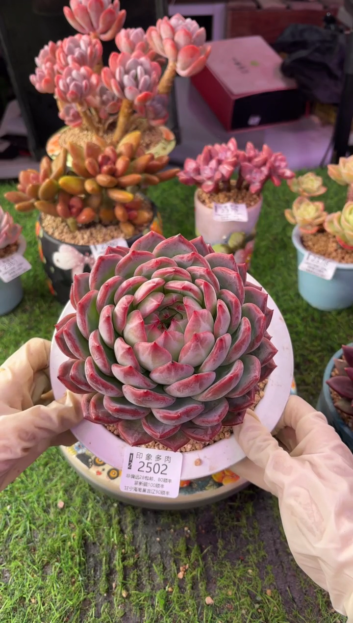 昆明印象多肉2502