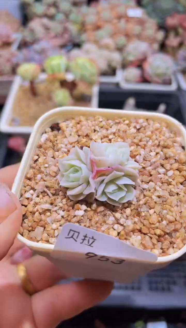 【闪购商品】953虾饺群