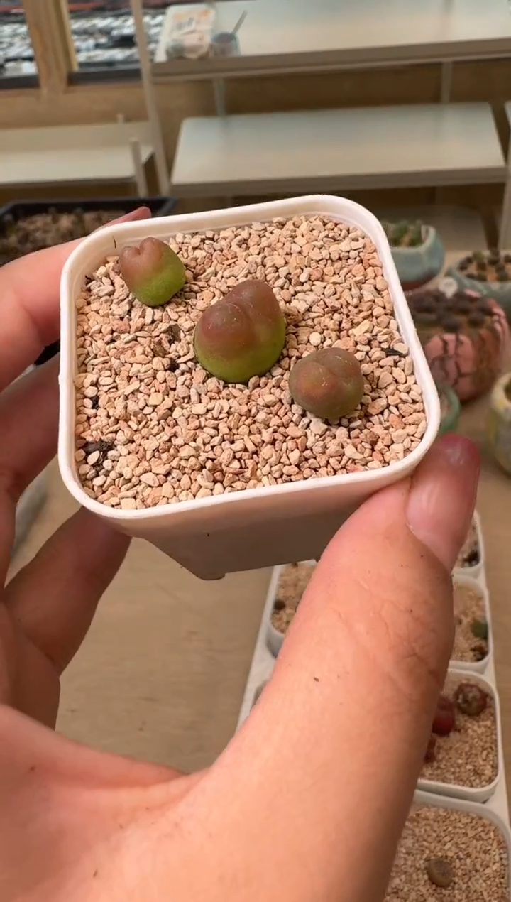 27-52多肉植物肉锥
