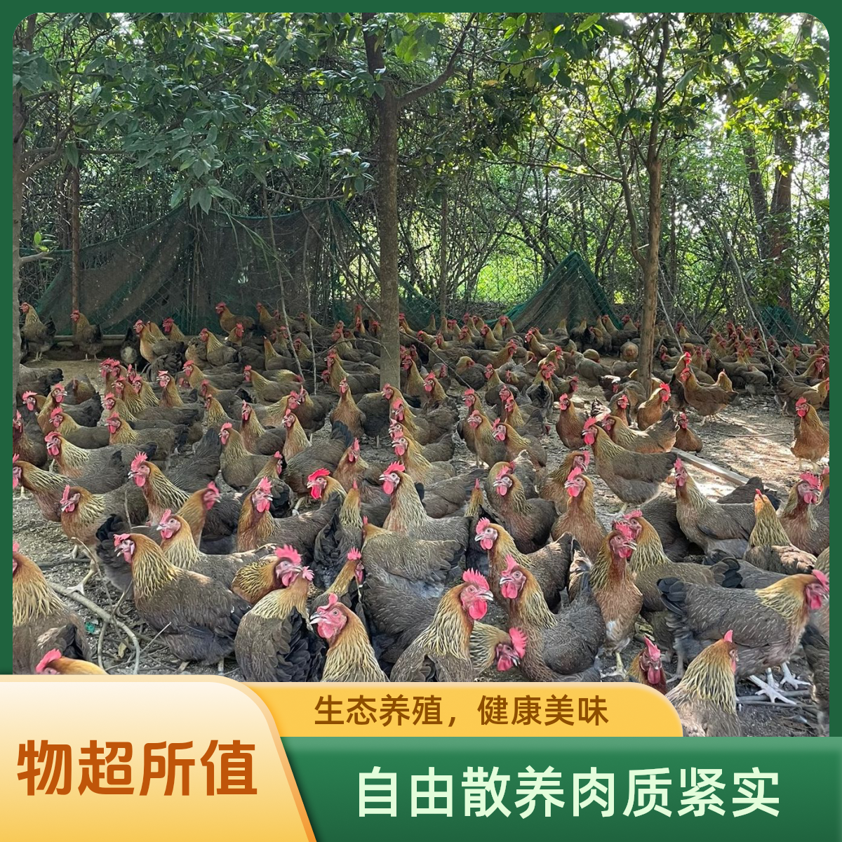 【两只走地母鸡】农家竹林散养五谷粮食走地鸡7-8斤青腿麻羽笨母鸡京东包邮-江