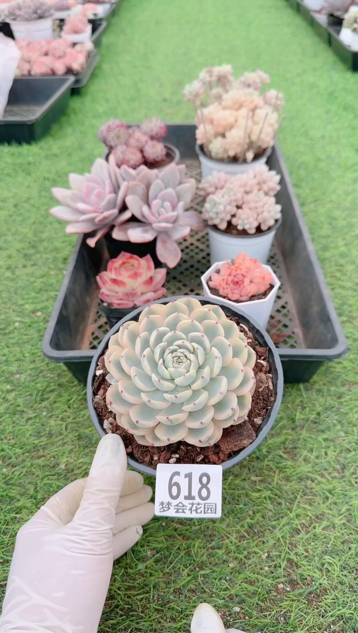 【闪购商品】梦会多肉一物一拍