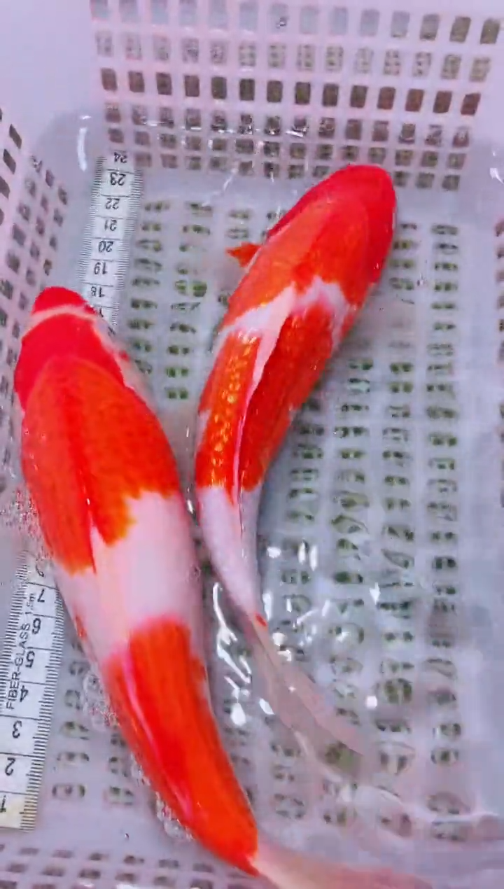 锦鲤冷水观赏鱼全场包邮85